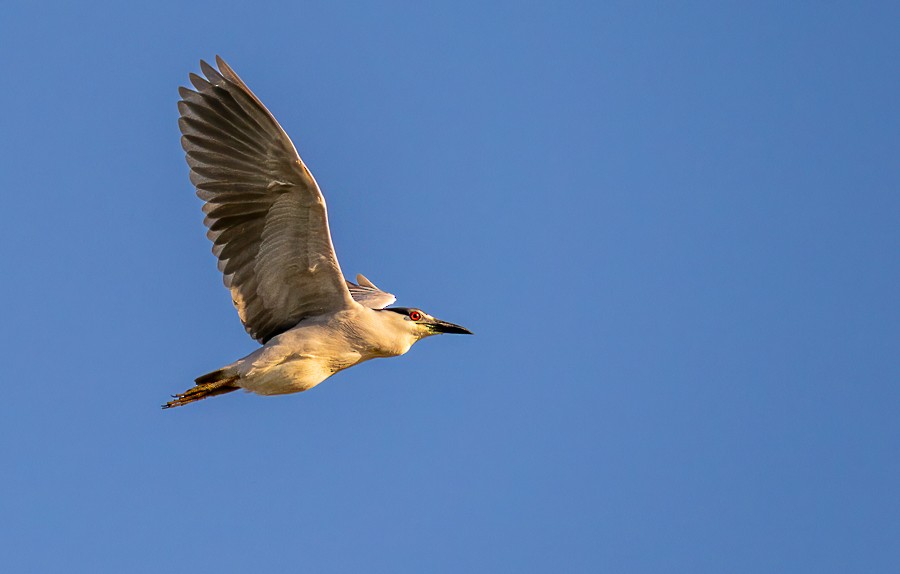 Black-crowned Night Heron - ML620643683