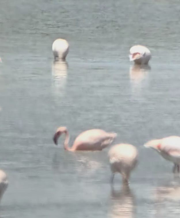 Lesser Flamingo - ML620643689