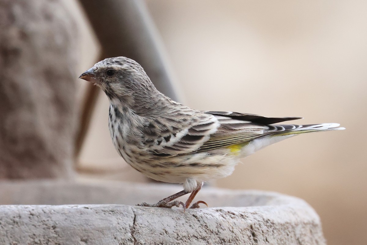 Black-throated Canary - ML620643691