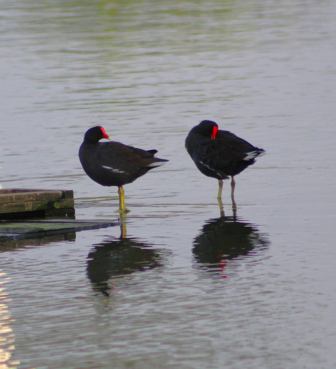 Common Gallinule - ML620643693