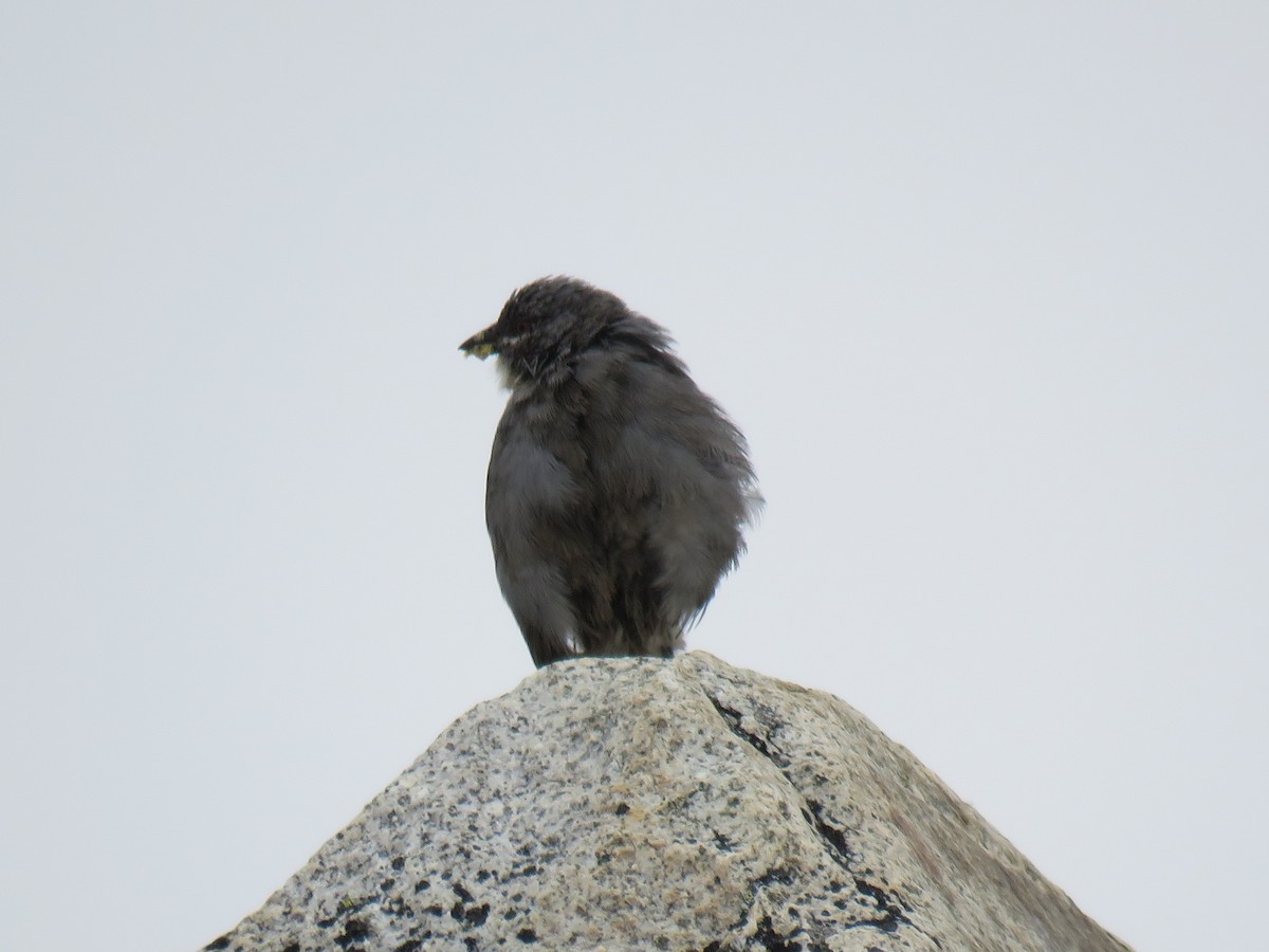 Glacier Finch - ML620643702