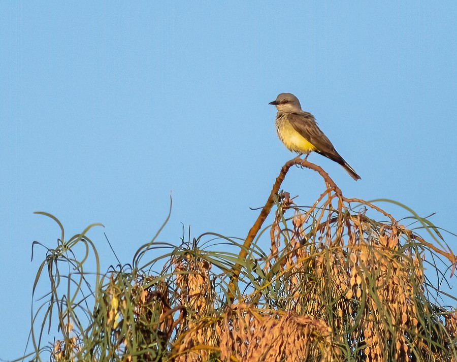 Cassin's Kingbird - ML620643711