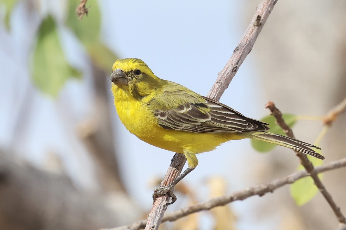 Yellow Canary - ML620643717