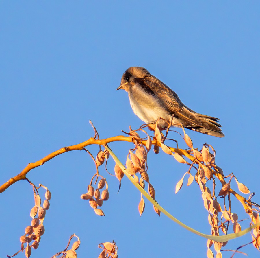 Cassin's Kingbird - ML620643719