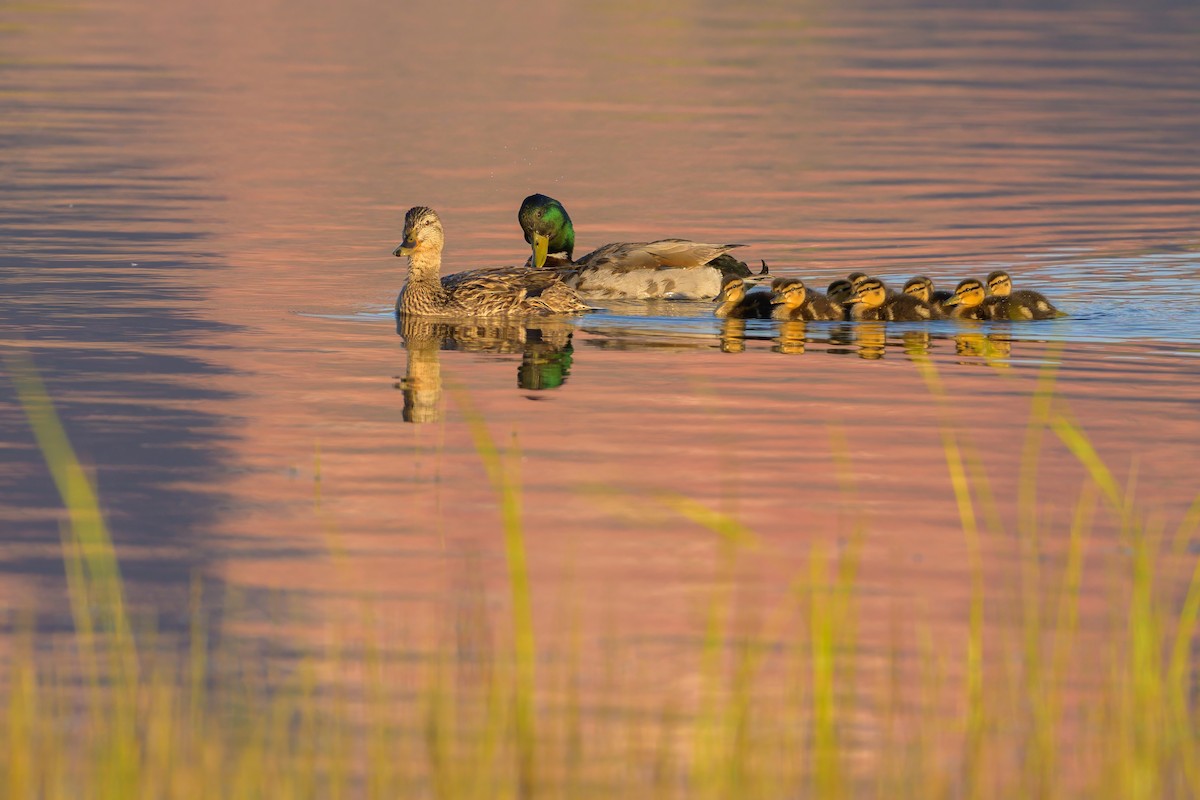 Mallard - Sean Crockett