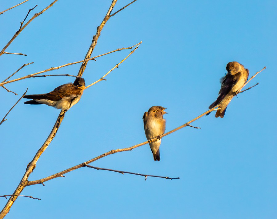 Golondrina Aserrada - ML620643725