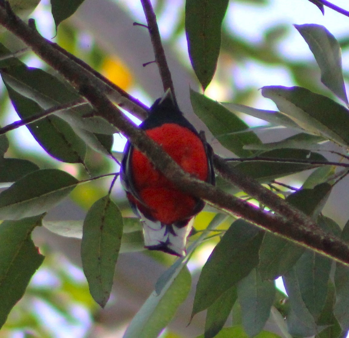 trogon surucua - ML620643726