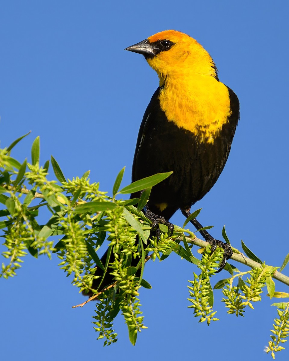 Yellow-headed Blackbird - Sean Crockett