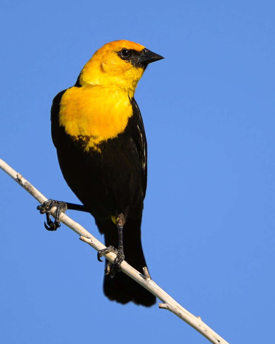 Yellow-headed Blackbird - ML620643730
