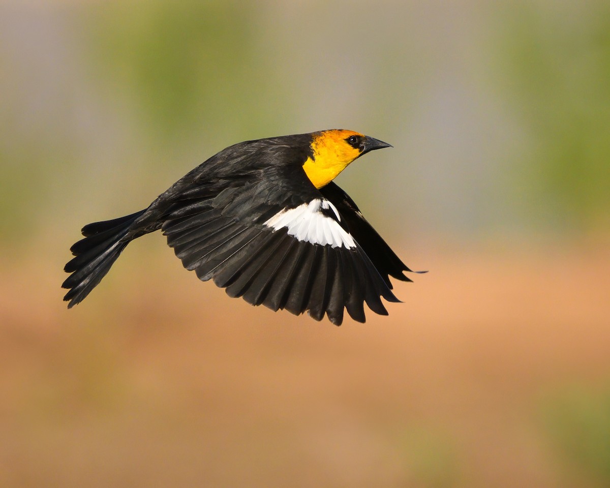 Yellow-headed Blackbird - Sean Crockett