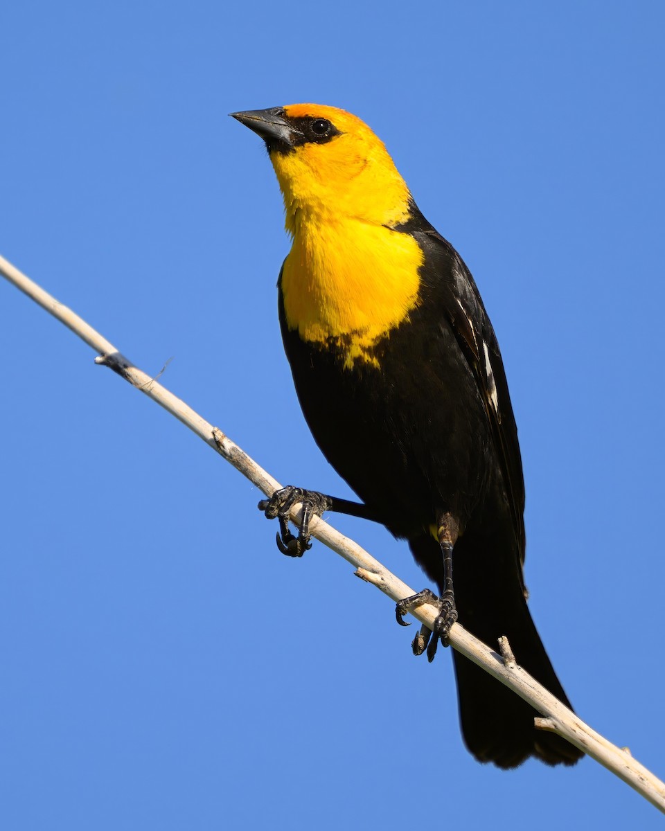 Yellow-headed Blackbird - ML620643732