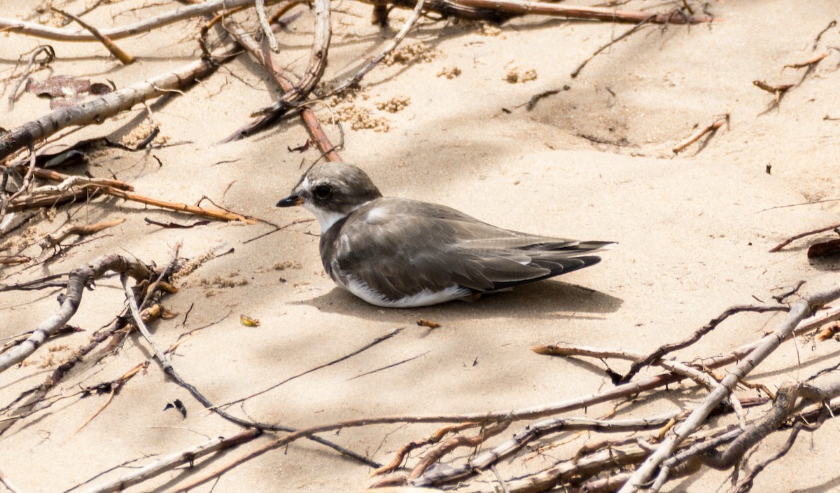Semipalmated Plover - ML620643734