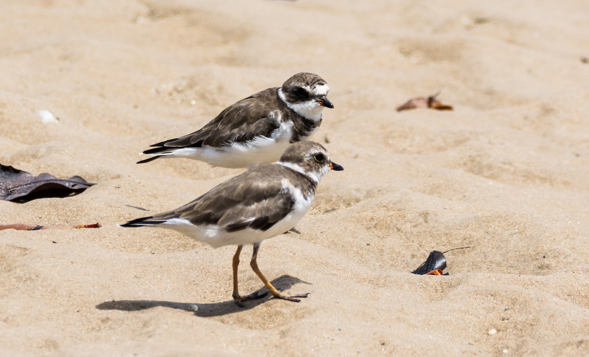 Semipalmated Plover - ML620643735