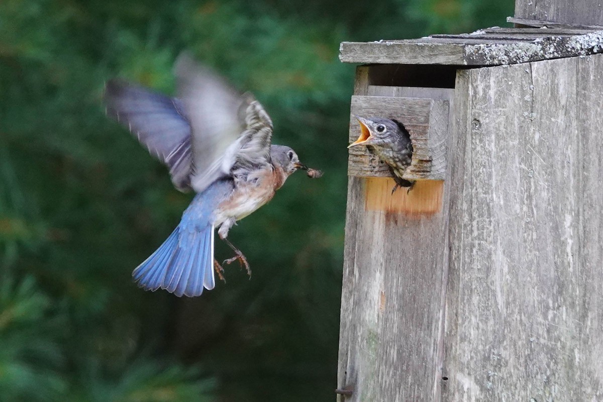 Eastern Bluebird - Karen Clifford