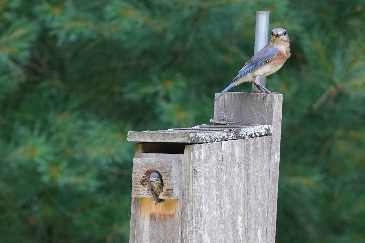 Eastern Bluebird - ML620643738