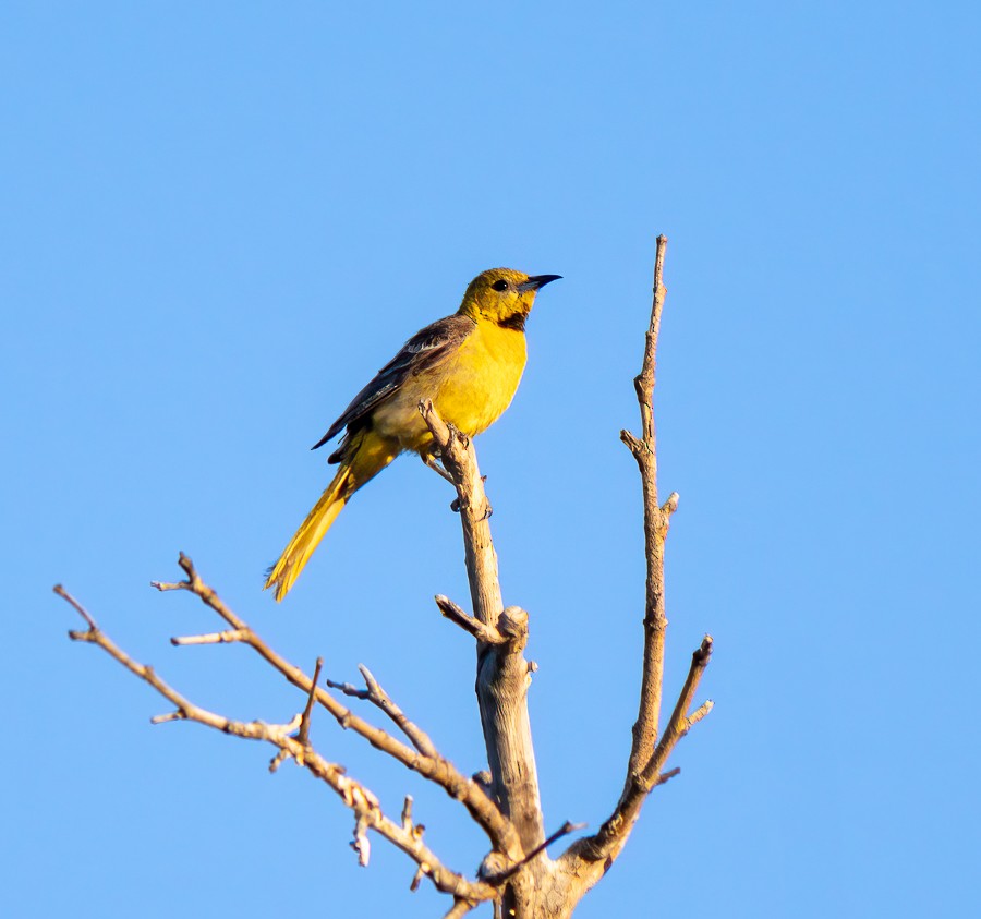 Hooded Oriole - ML620643742