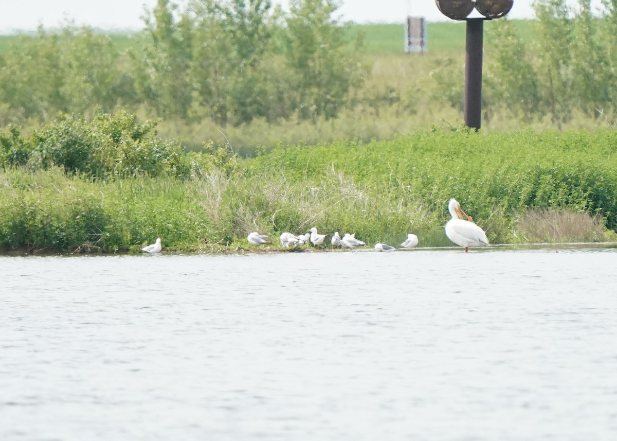 American White Pelican - ML620643743