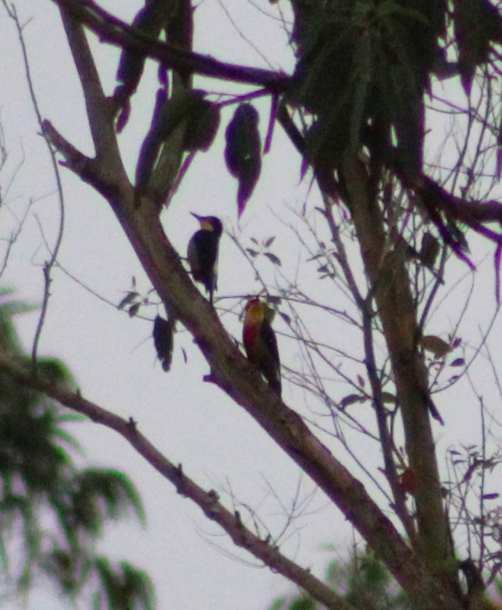 Yellow-fronted Woodpecker - ML620643745