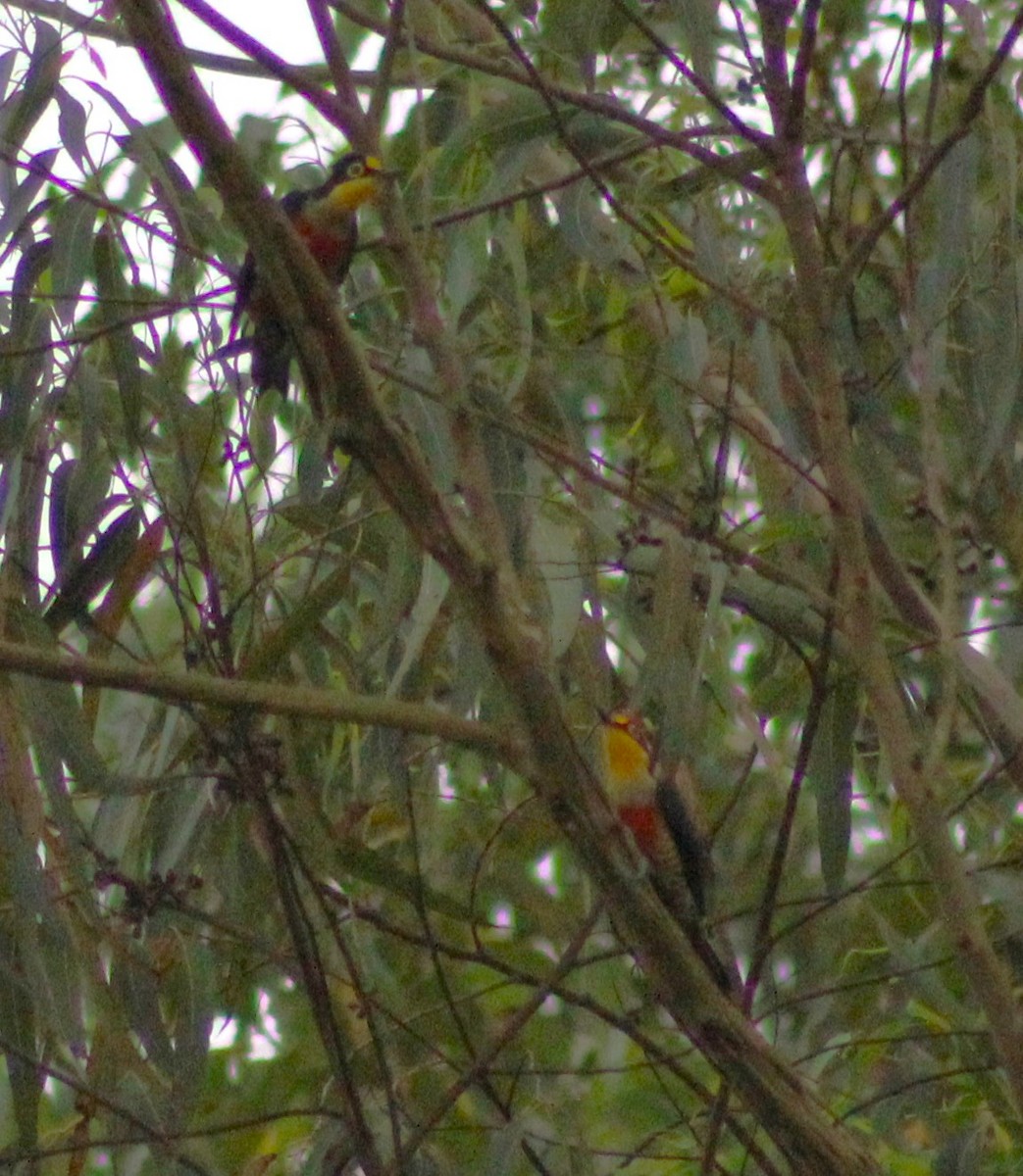 Yellow-fronted Woodpecker - ML620643746