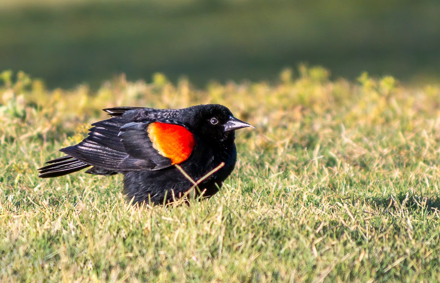 Red-winged Blackbird - ML620643748