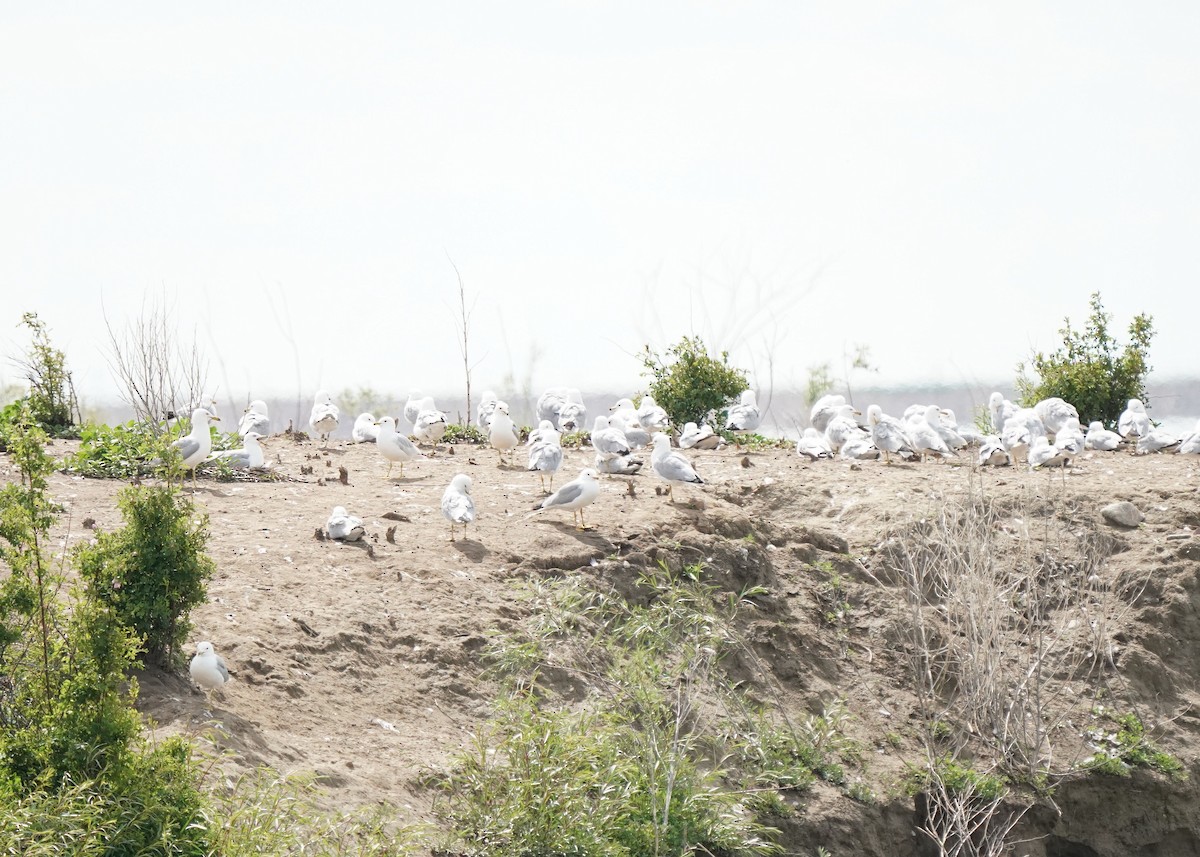 Ring-billed Gull - ML620643749