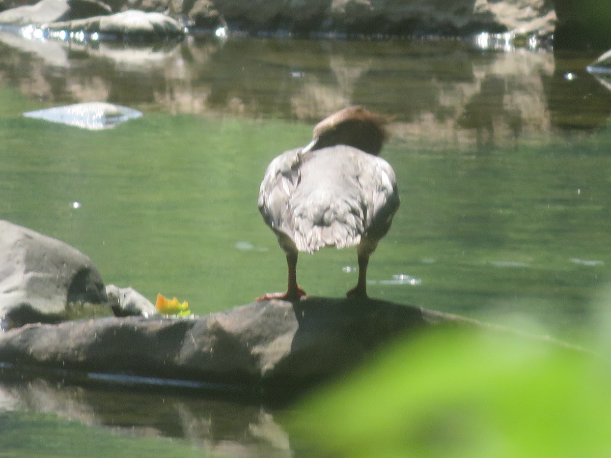 Common Merganser - ML620643752