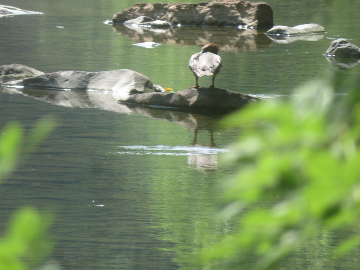 Common Merganser - ML620643753