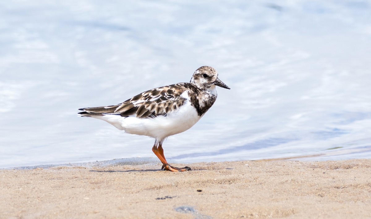 Ruddy Turnstone - ML620643754