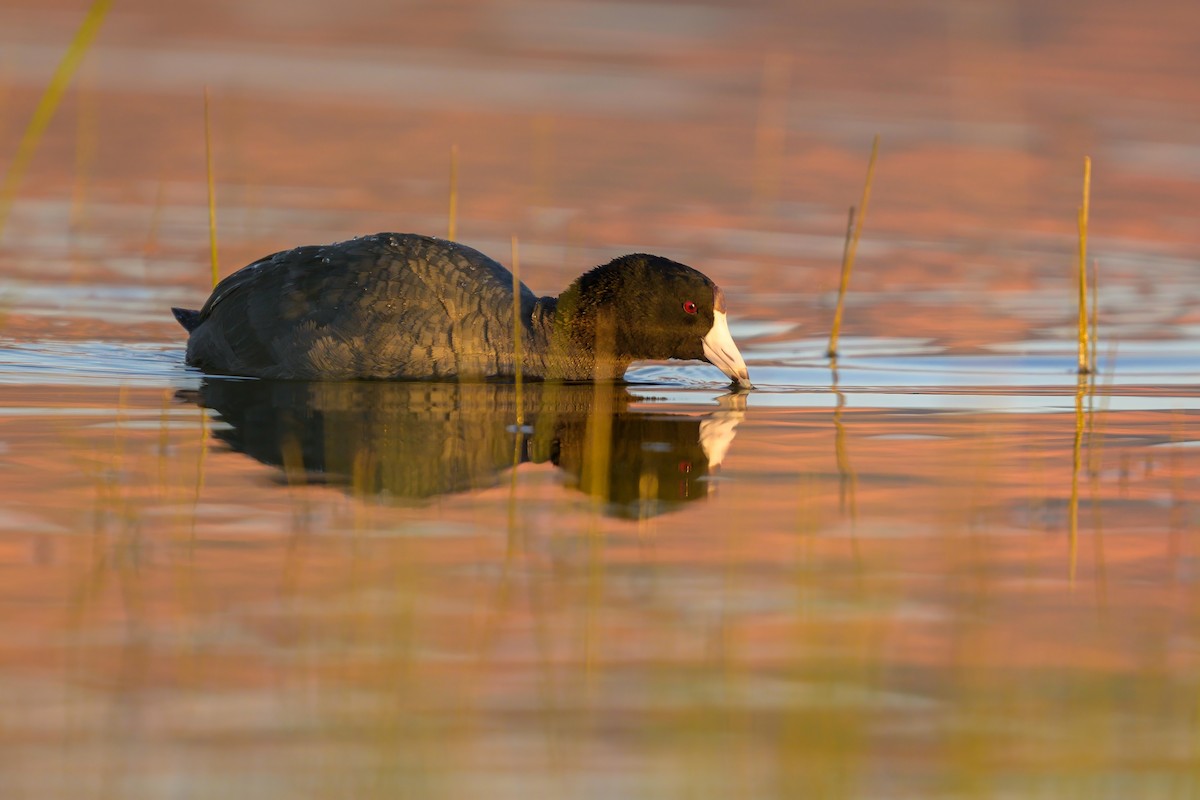 American Coot - ML620643756