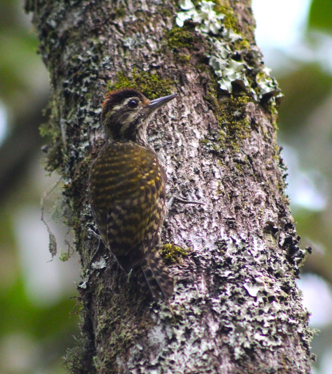 White-spotted Woodpecker - ML620643758