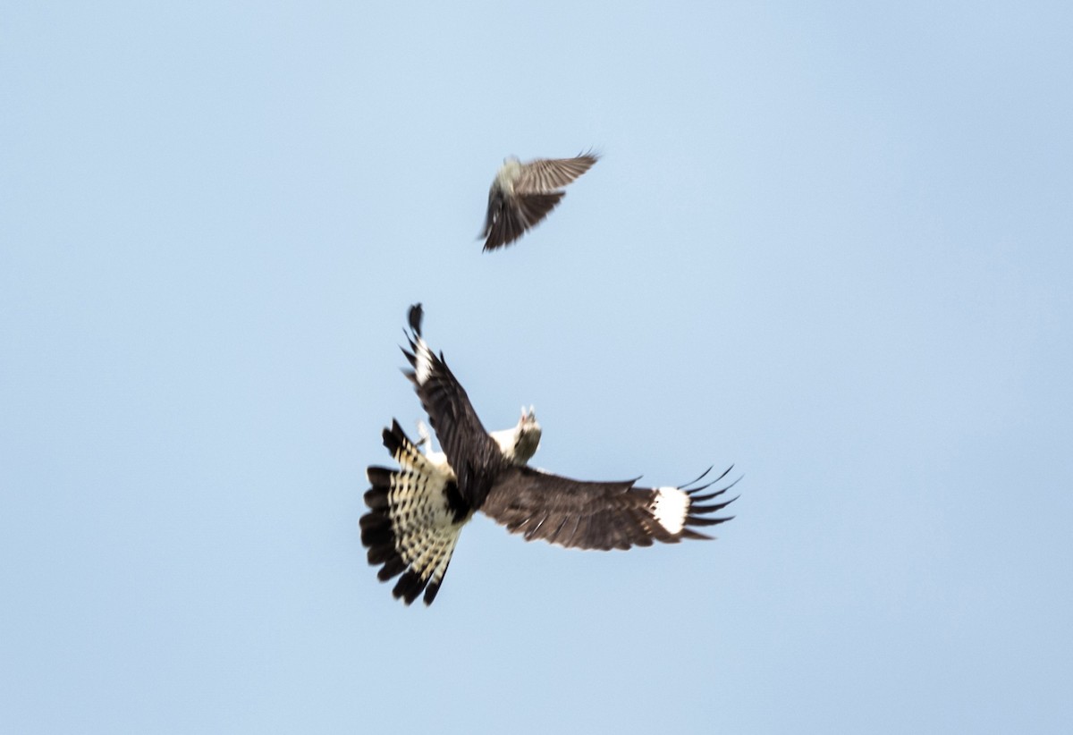 Caracara huppé - ML620643759