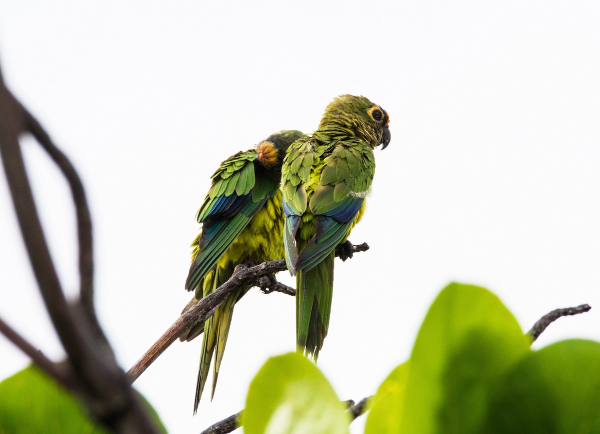 Peach-fronted Parakeet - ML620643766