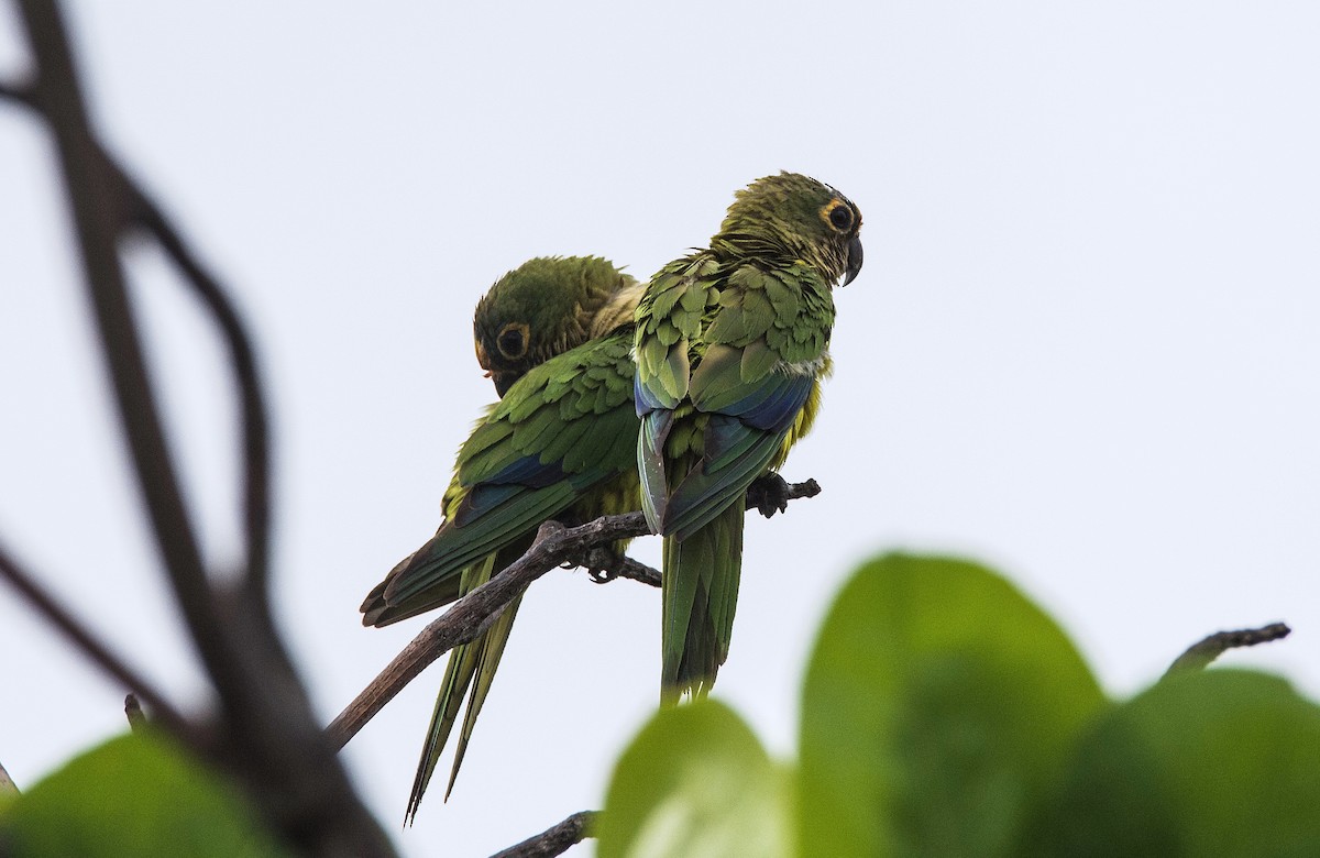 テツバシメキシコインコ - ML620643767