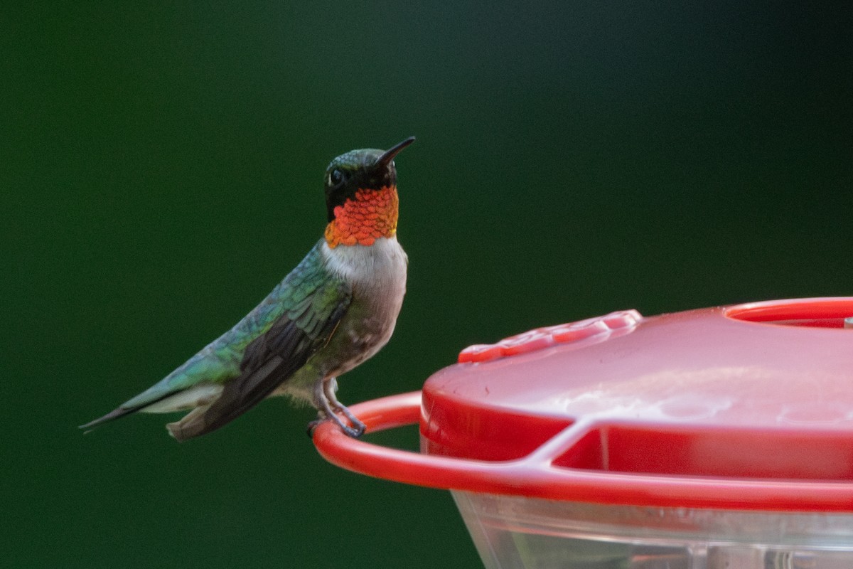 Colibri à gorge rubis - ML620643768