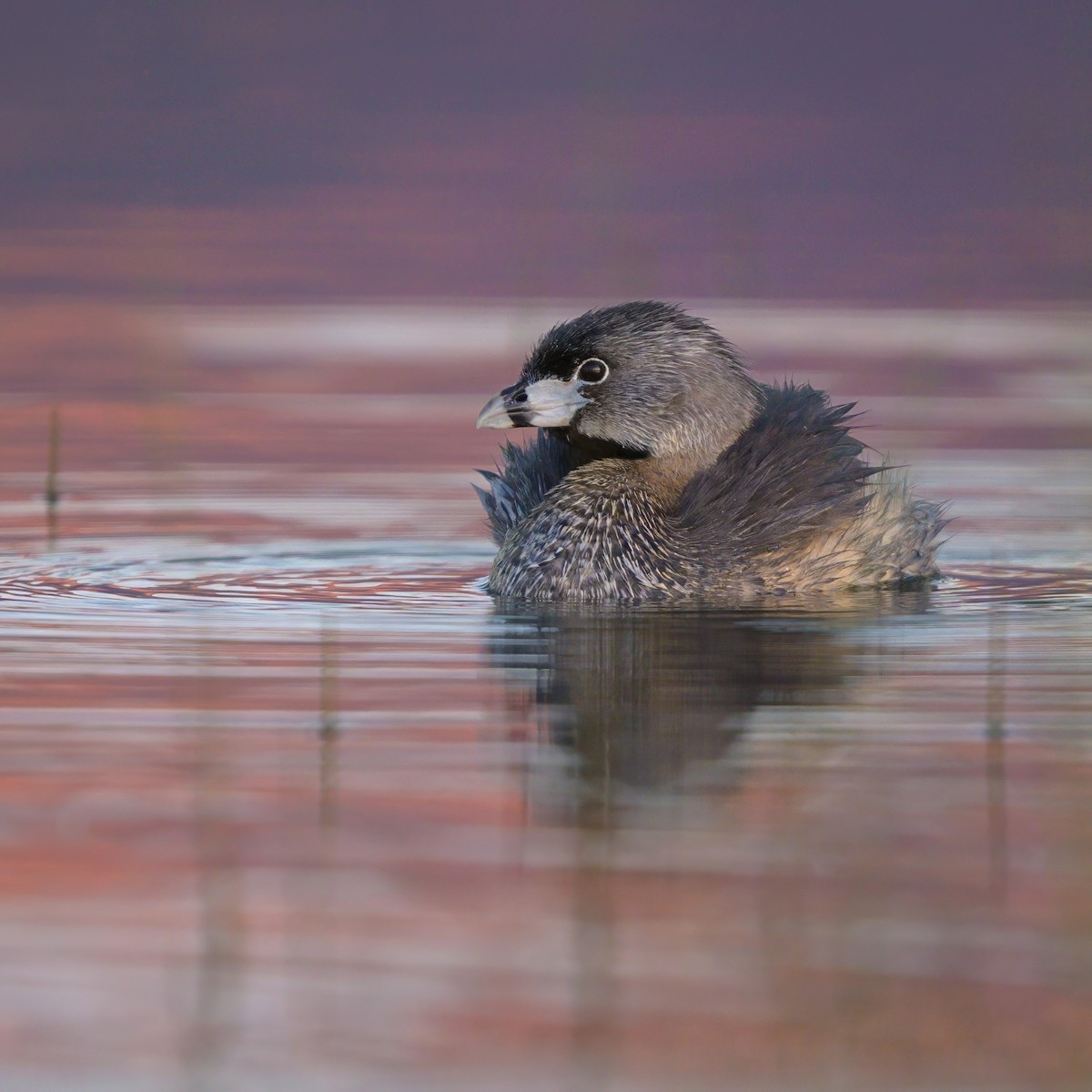 Pied-billed Grebe - ML620643769