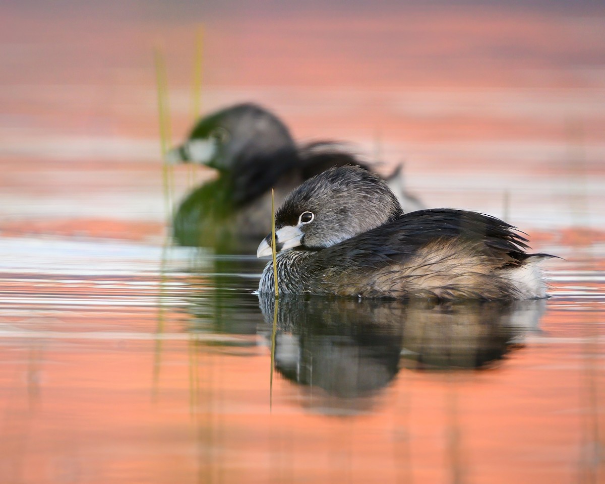 Pied-billed Grebe - ML620643771