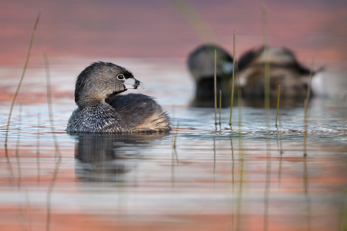 Pied-billed Grebe - ML620643772