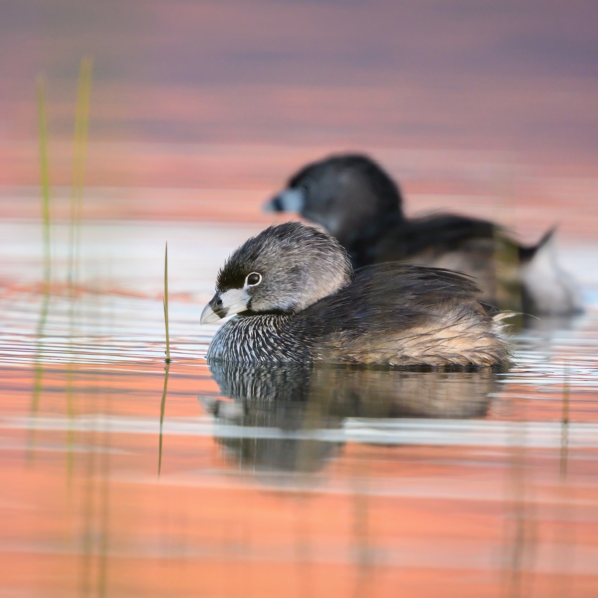 Pied-billed Grebe - ML620643773