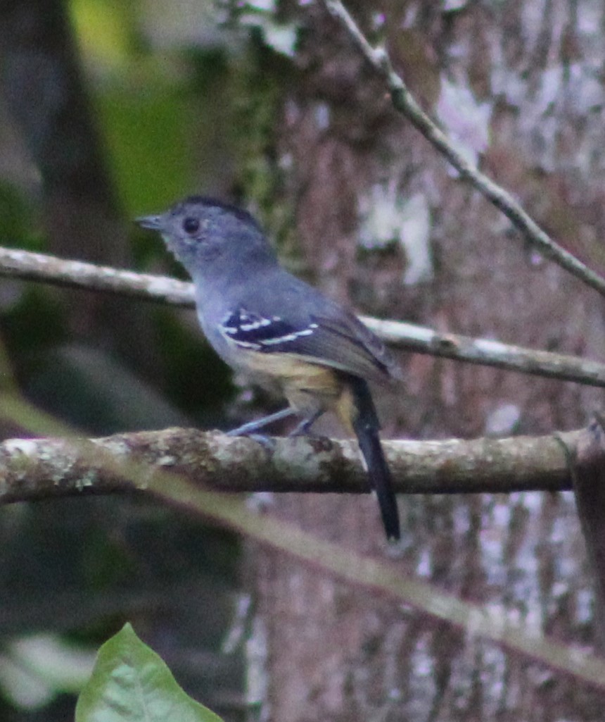 Variable Antshrike - Pedro Behne