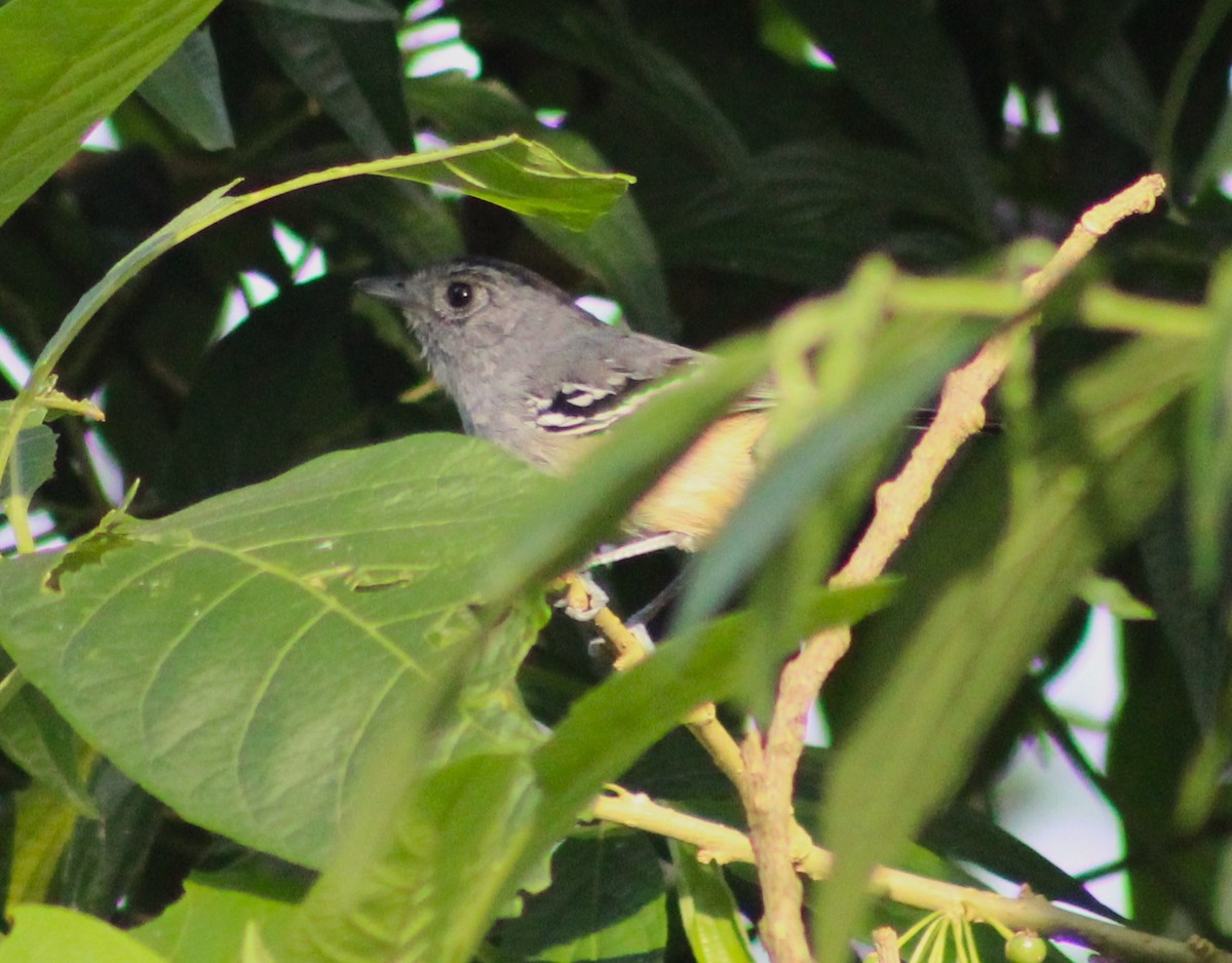 Variable Antshrike - Pedro Behne