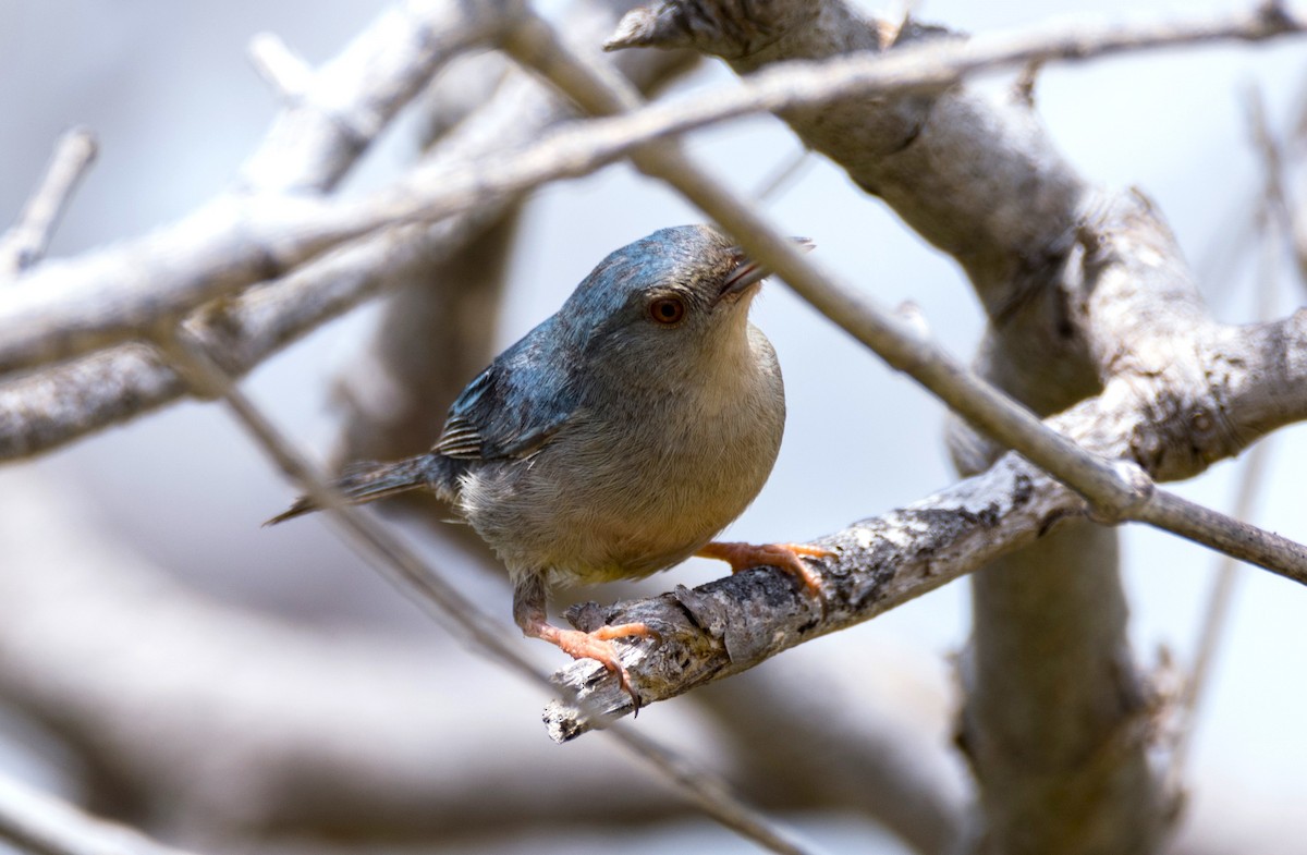 Bicolored Conebill - ML620643778