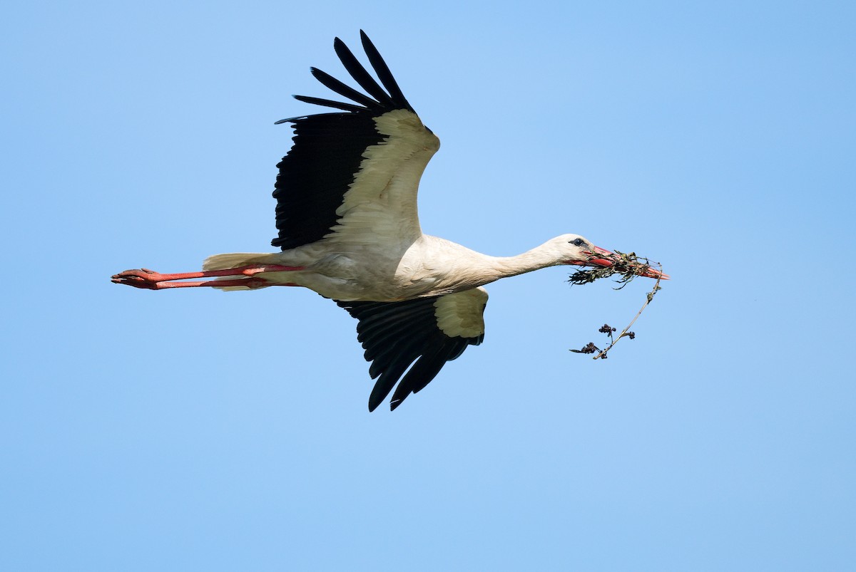 White Stork - ML620643779