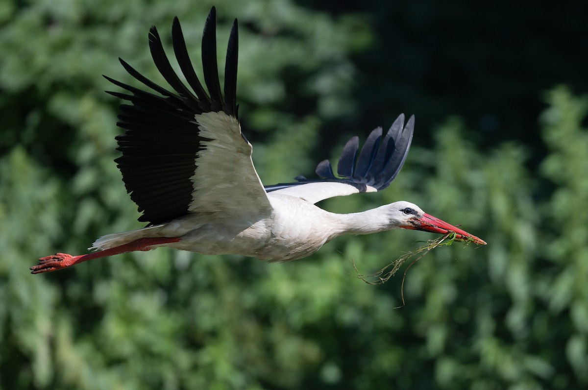 White Stork - ML620643786