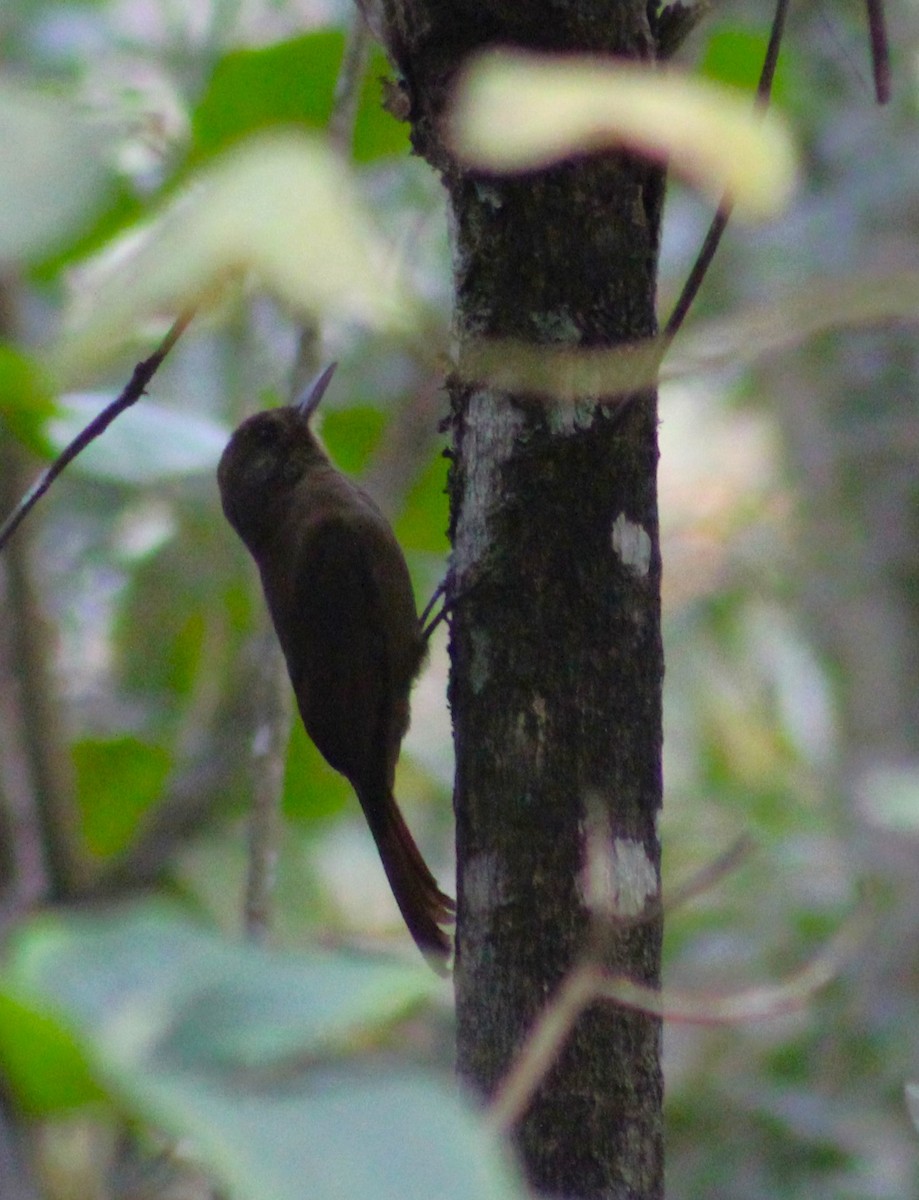 Plain-winged Woodcreeper (Plain-winged) - ML620643787