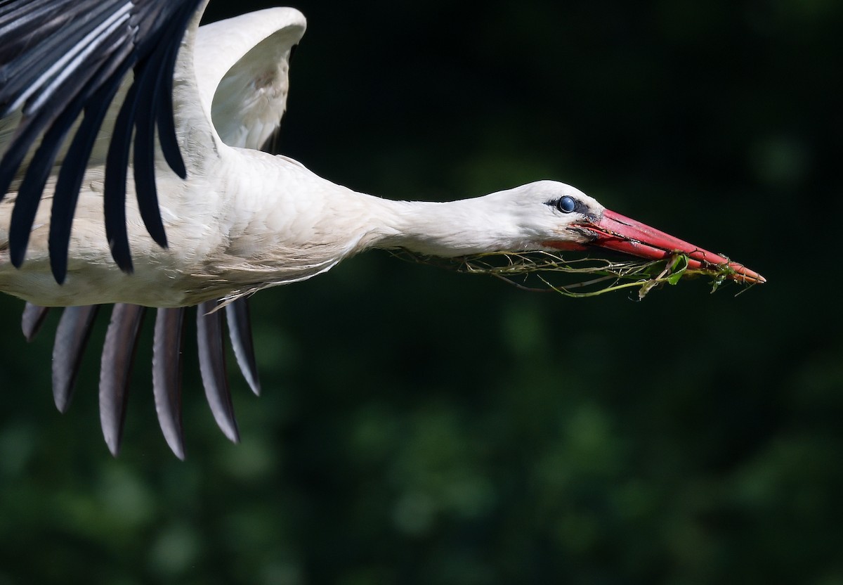 White Stork - ML620643789