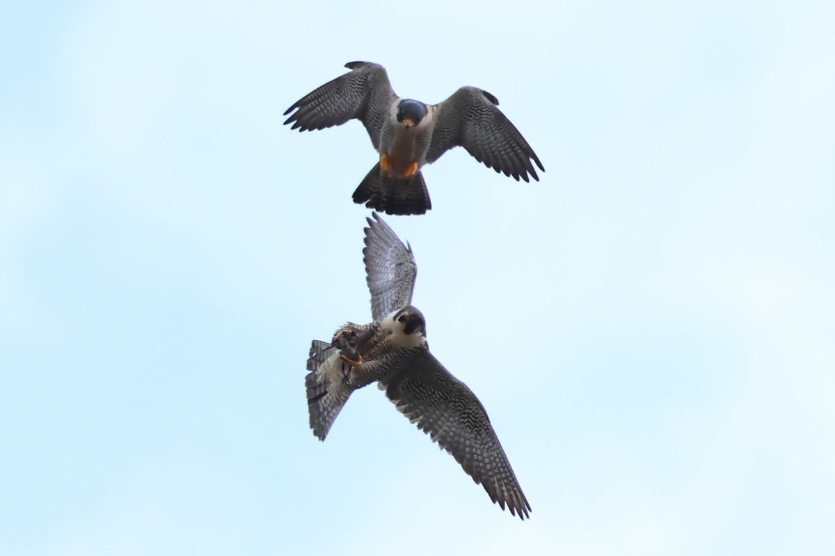 Peregrine Falcon - ML620643793