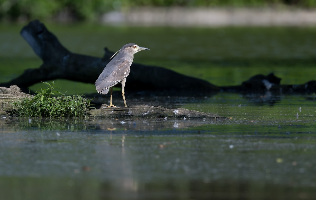 Black-crowned Night Heron - ML620643797