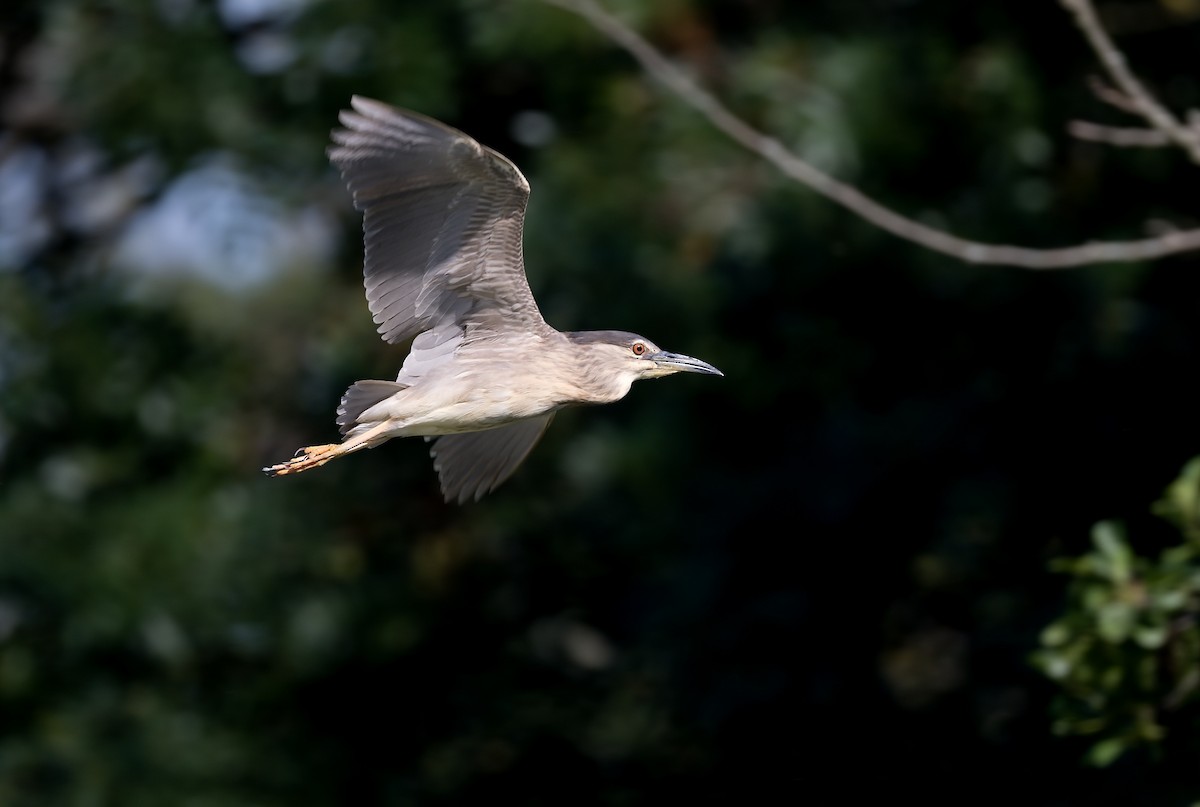 Black-crowned Night Heron - ML620643799