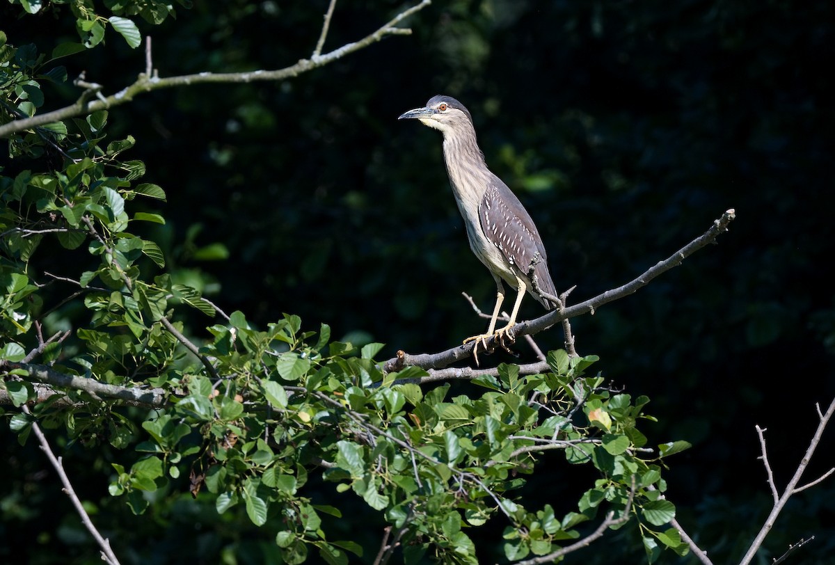 Black-crowned Night Heron - ML620643801