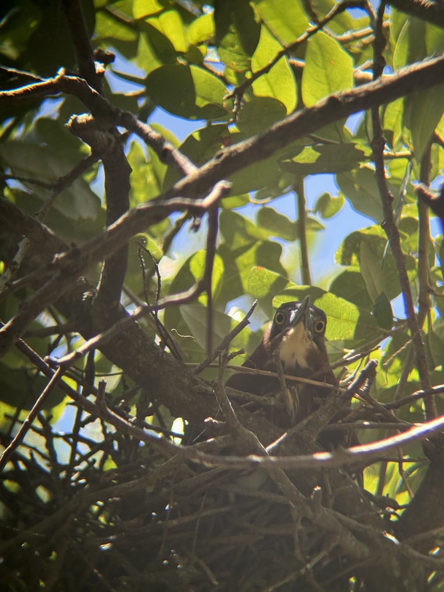 Green Heron - ML620643802